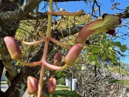 Kigelia africana hanging buds